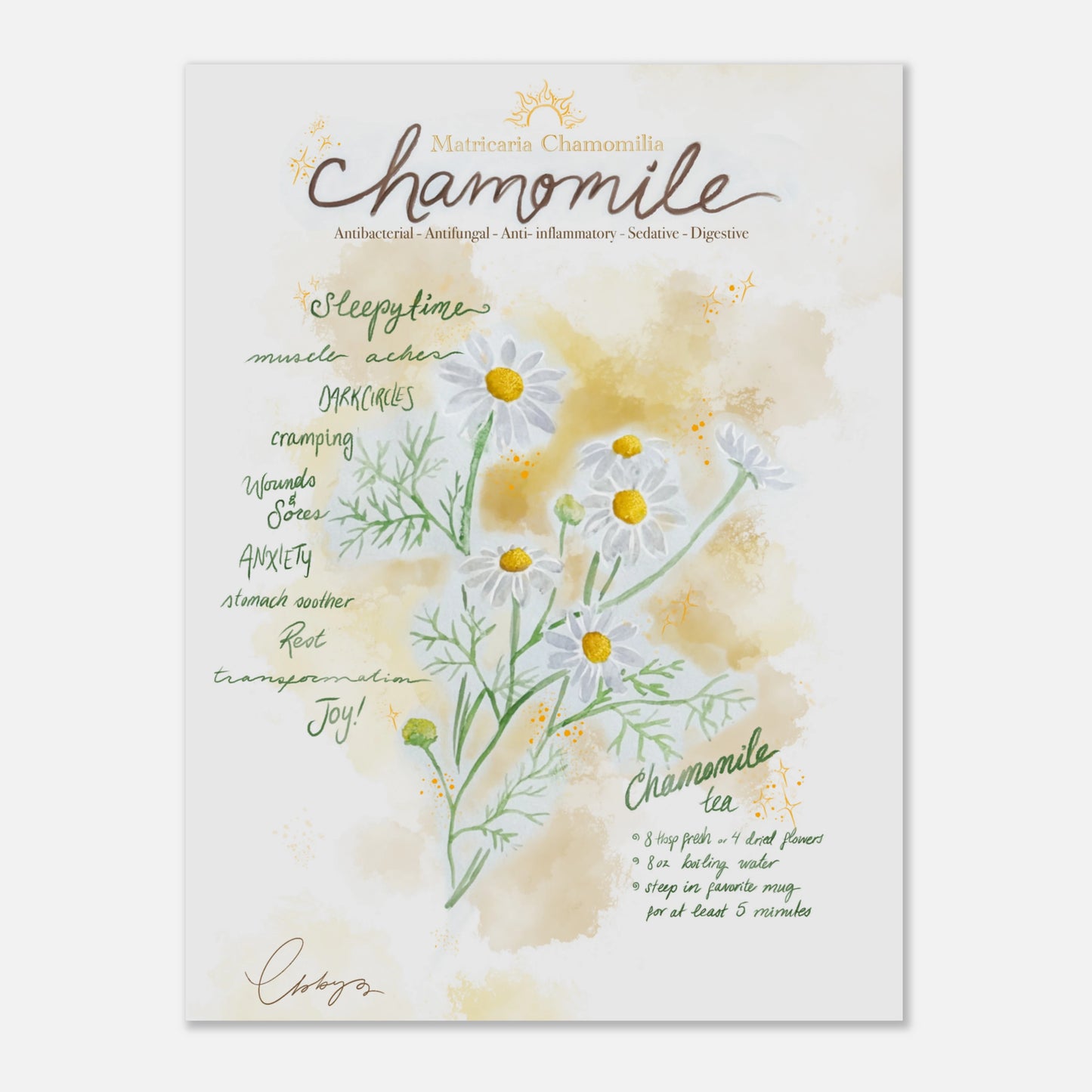 Herb Of The Month - Chamomile - Digital Download